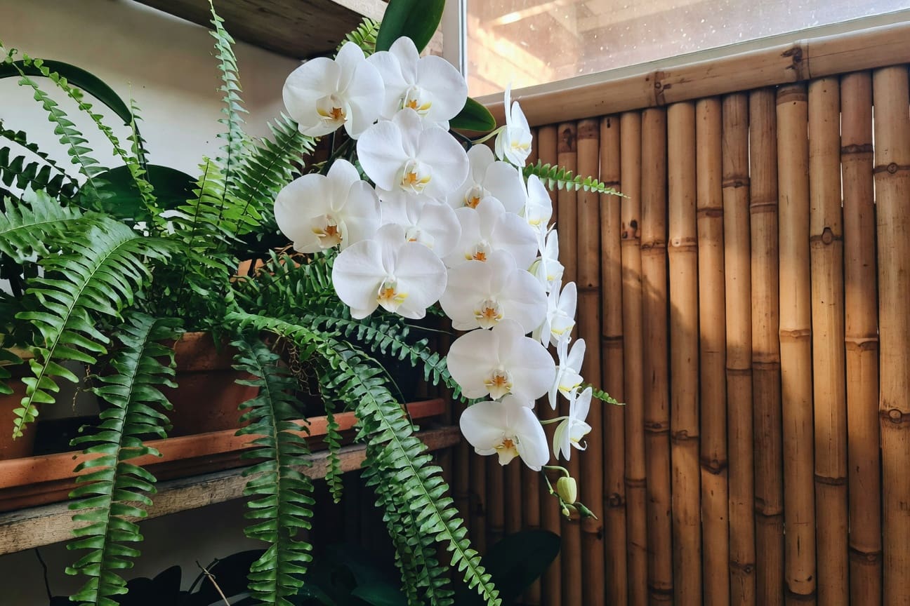 蘭花與蕨類的熱帶角落