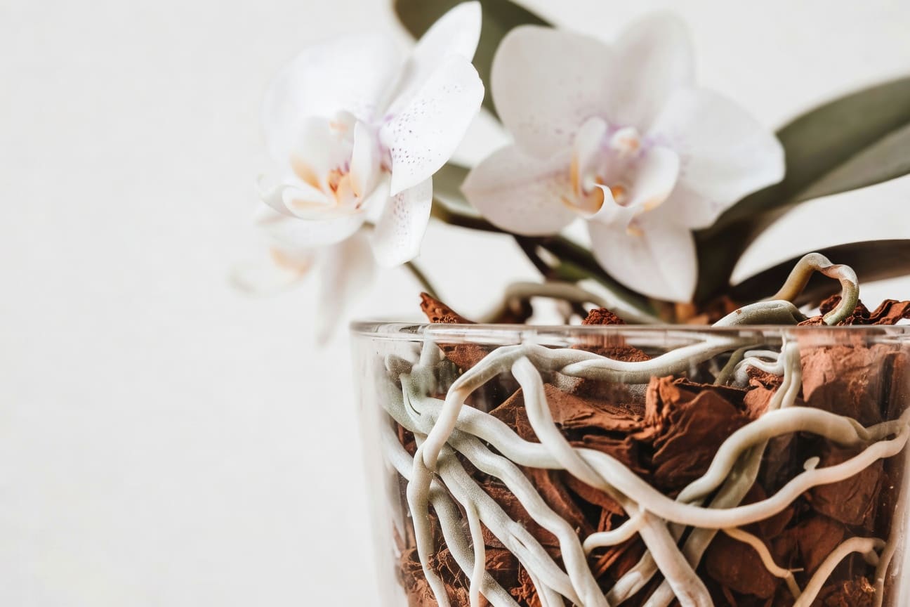 蝴蝶蘭根系特寫:透明玻璃花盆中銀白色氣根生長,樹皮介質,周圍白色背景,科學攝影風格。
