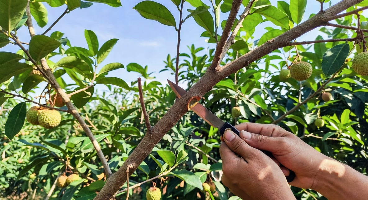 果農手持環剝刀在荔枝樹枝精確切割，專注動作，圍繞茂盛荔枝園自然光