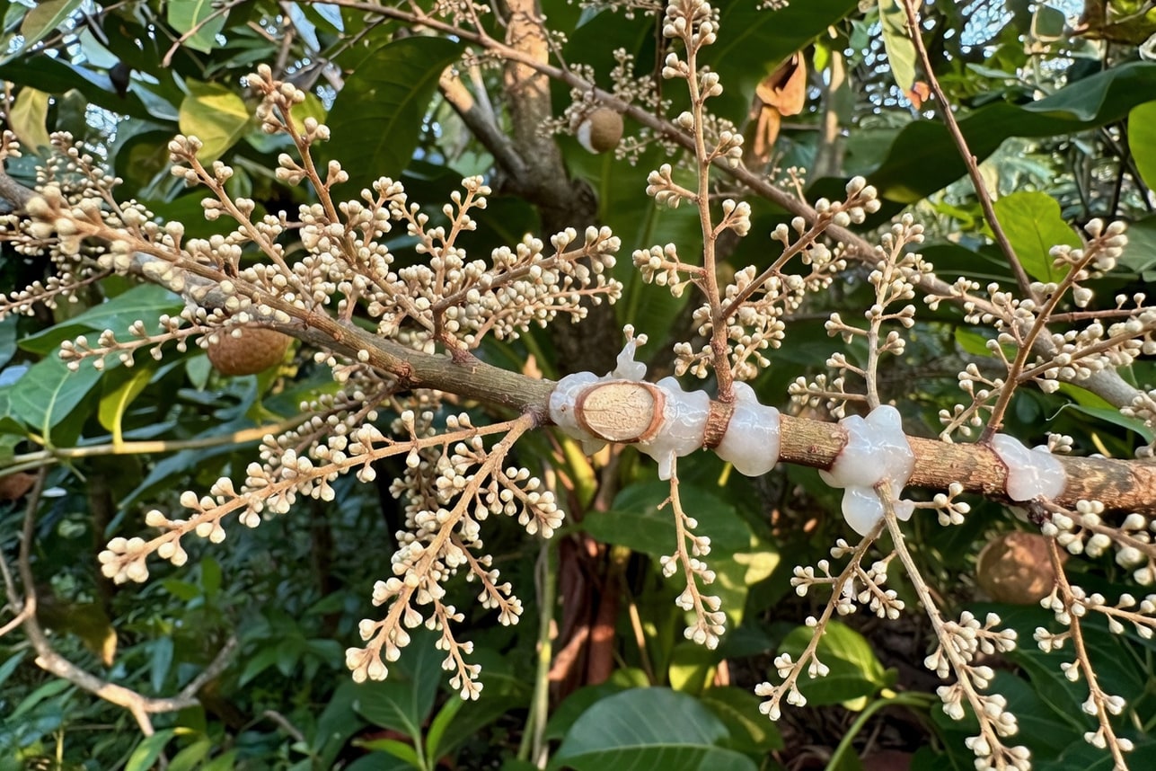 荔枝樹枝上大量花序形成，環剝傷口附近乳白癒合組織，熱帶環境暖色光照