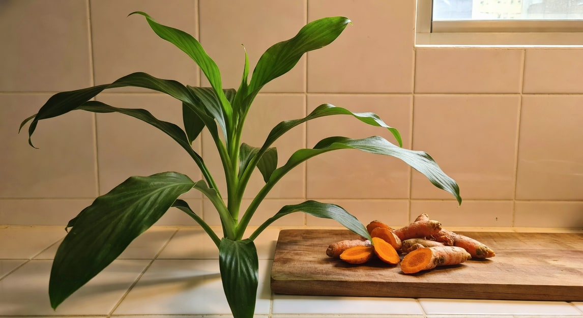 廚房窗台旁薑黃植株翠綠葉片映光線，木板上新採收薑黃根，暖白光環境。