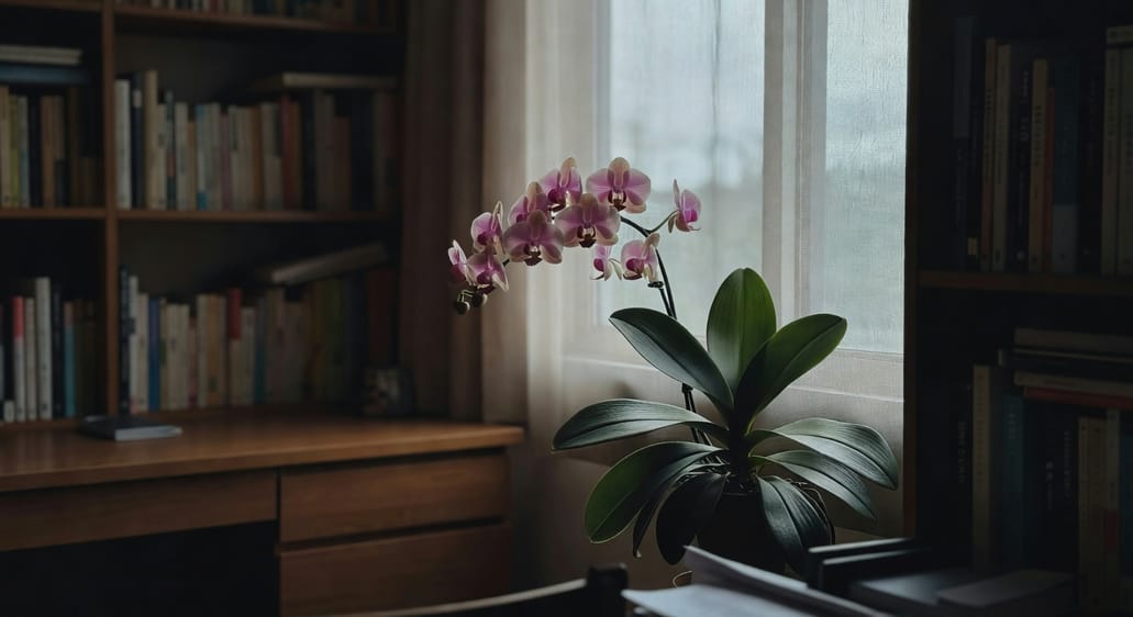書房東向窗邊粉色蝴蝶蘭盛開，葉片光澤，柔和光線下，書桌書架背景。