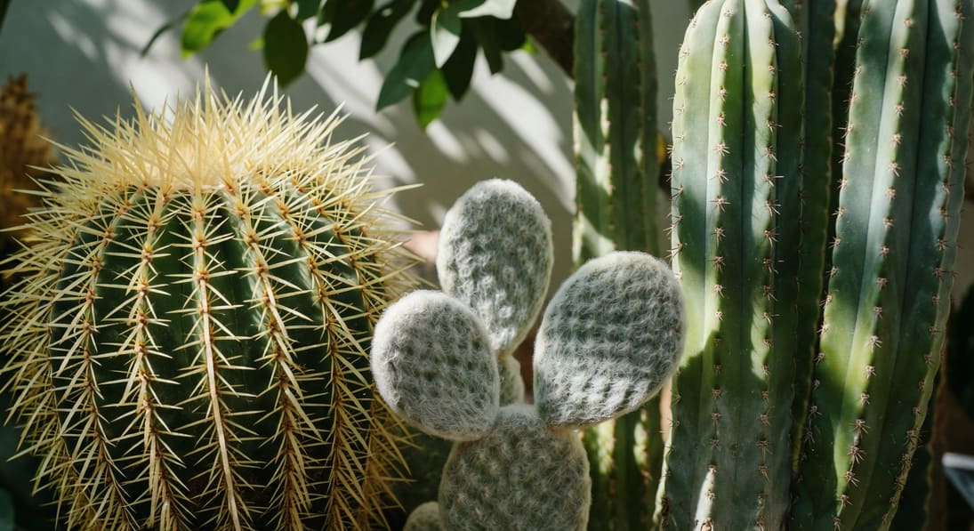 仙人掌特寫：球形強刺、扁平白毛掌狀、柱形仙人掌，細節光影表現，高質感植物攝影。
