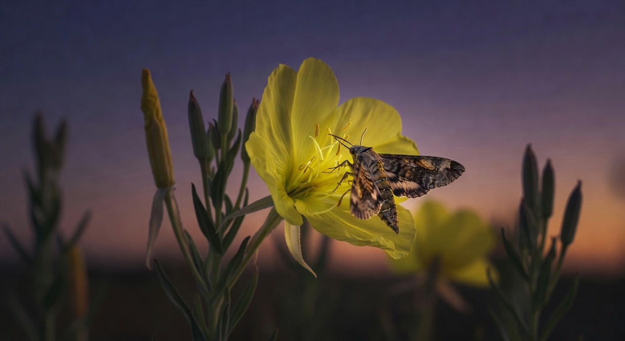 傍晚紫色天空背景黃色月見草大花特寫，花朵展開瓣緣細膩，夕陽餘暉蛾授粉神秘溫柔美