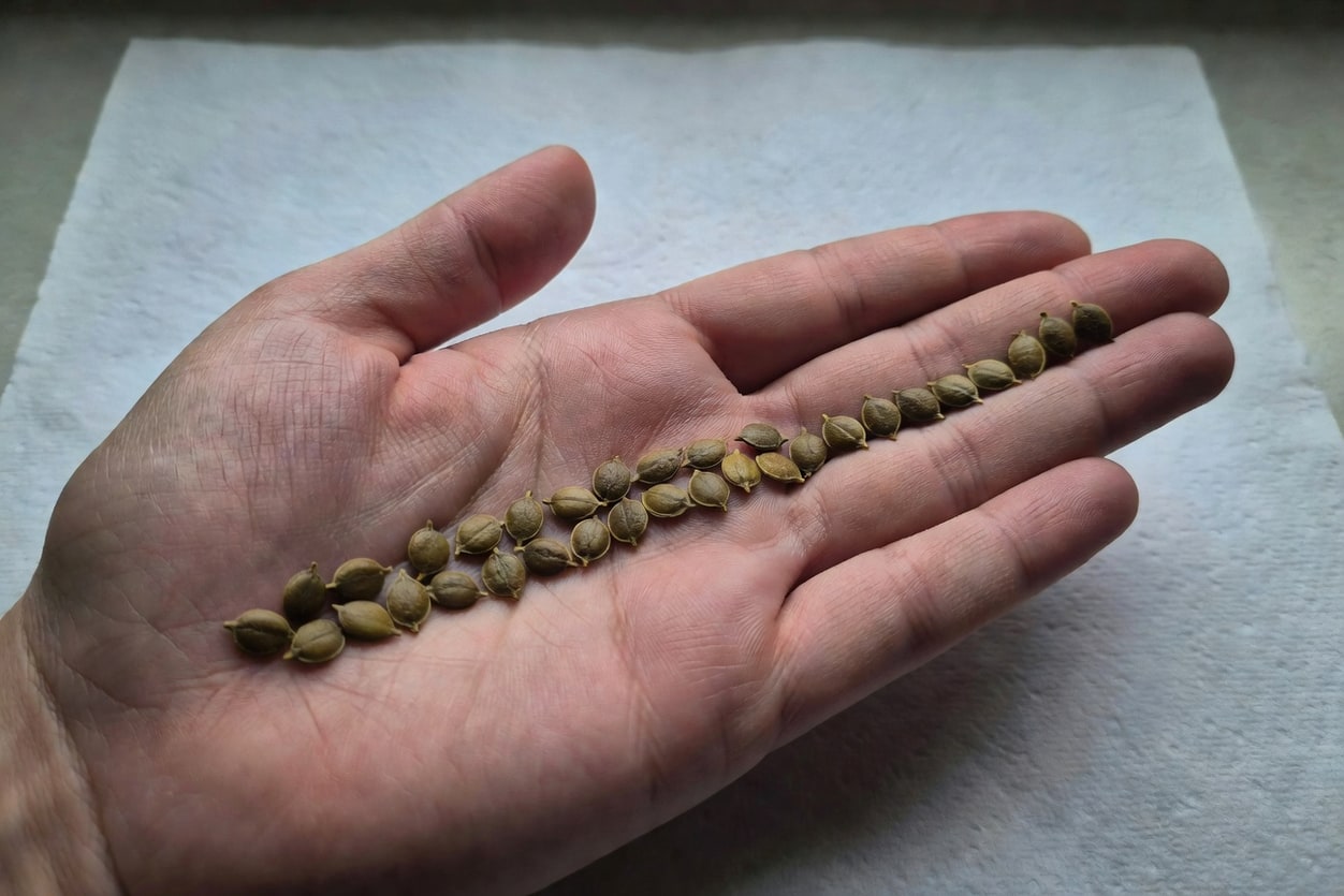 手掌托著一排棕色乾燥番茄種子，背景白色廚房紙巾，自然光下特寫