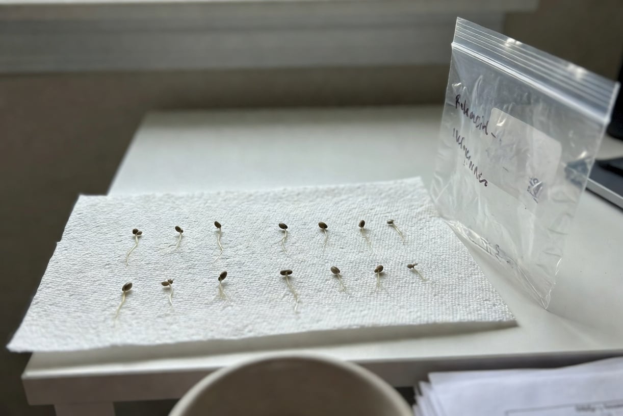 廚房紙巾上排列十粒萌發種子，胚根清晰，夾鏈袋側有手寫標籤，明亮室內桌面