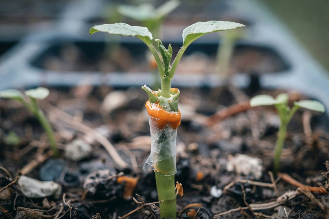 嫁接完成的幼苗近拍，接合處纏半透明膠帶並塗橙色蟲膠，背景為模糊育苗盆土和午後光線。
