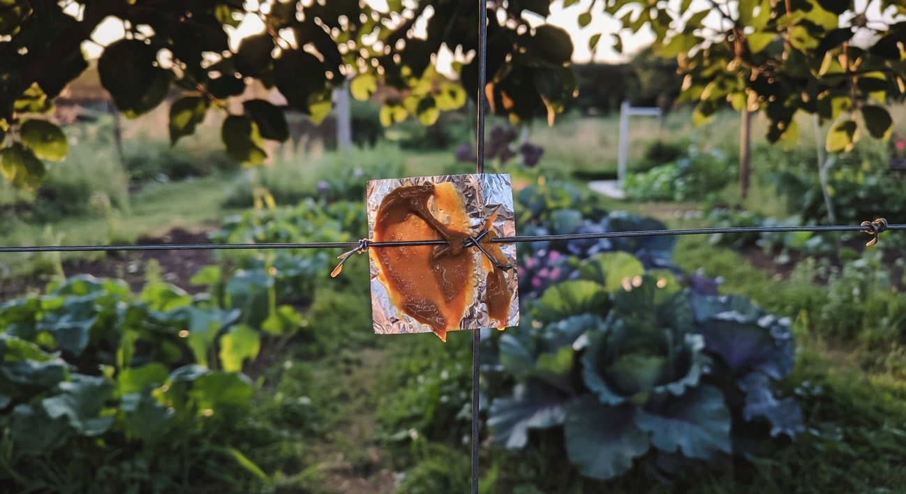 電圍網細節，細鋼線綁鋁箔片塗花生醬，背景模糊菜園和甘藍，黃昏光線