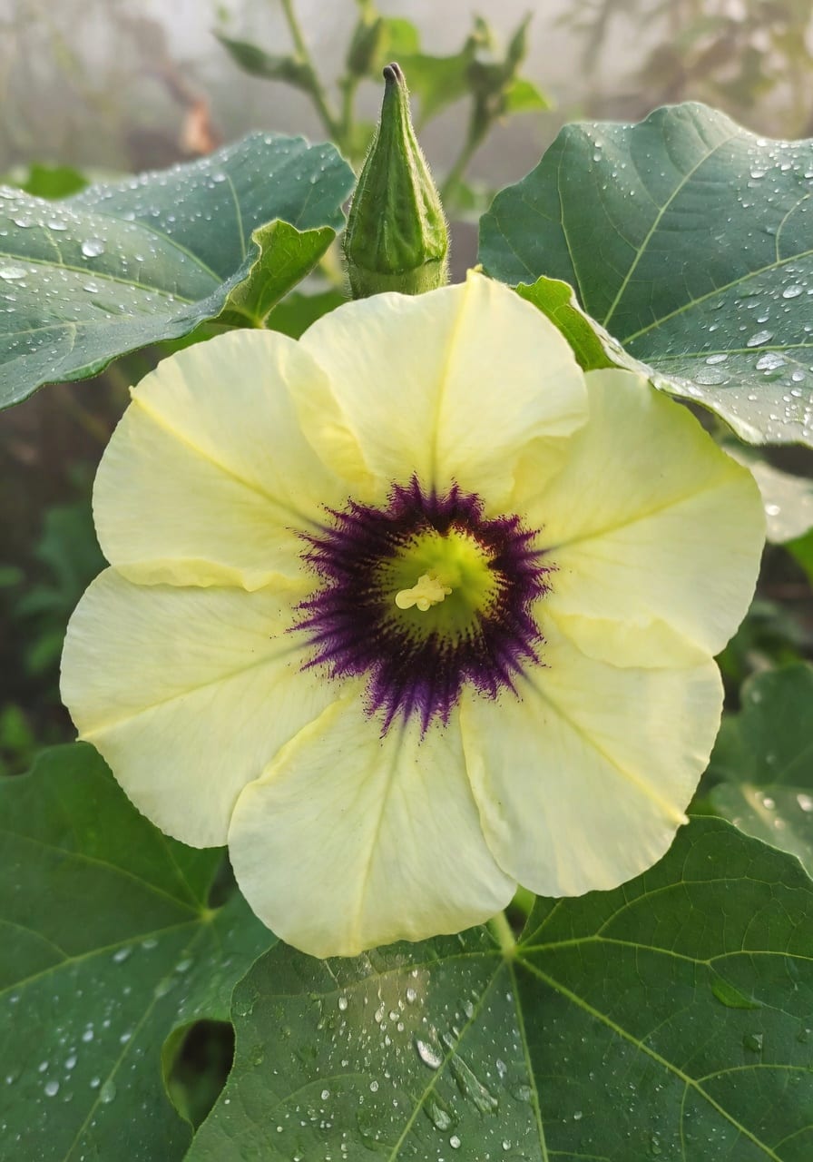 近拍秋葵花朵淡黃色中心紫斑紋，旁有嫩綠豆莢和葉上水珠，清晨柔光