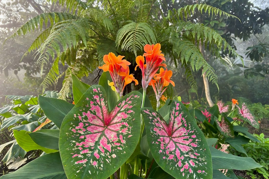 熱帶花園植物特寫，前景大型彩葉芋葉布滿粉紅綠斑紋，後方盛開橙色美人蕉和垂墜蕨類，晨光霧濛