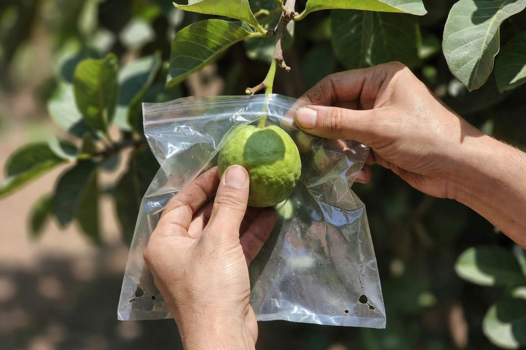 園藝師套夾鏈袋於未熟綠色芭樂幼果，袋口沿果梗紮緊，下方有三角排水孔。