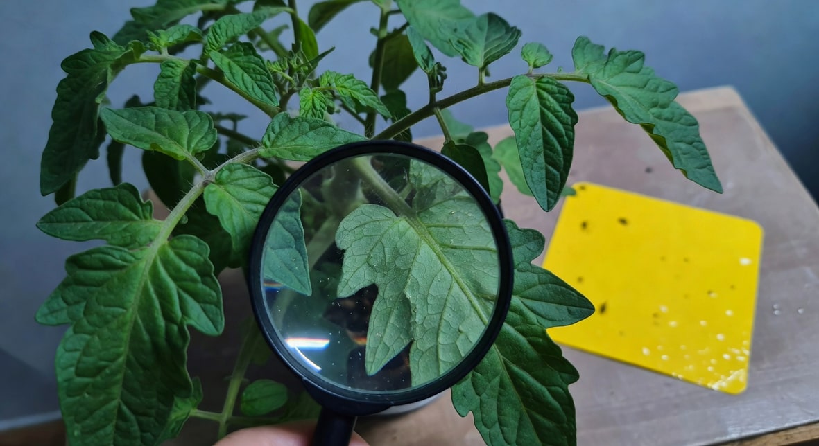 園藝工作者手持放大鏡檢查番茄葉背，旁邊放置新換的黃色黏板