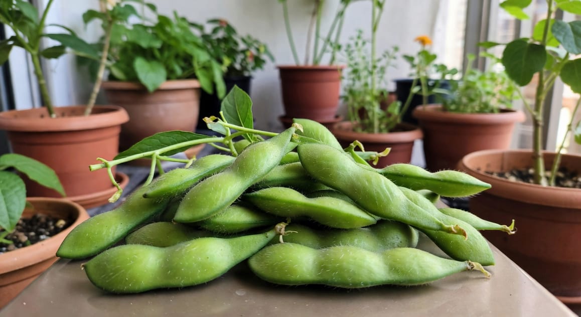 手捧一把新鮮綠色毛豆莢，背景為陽台盆栽區