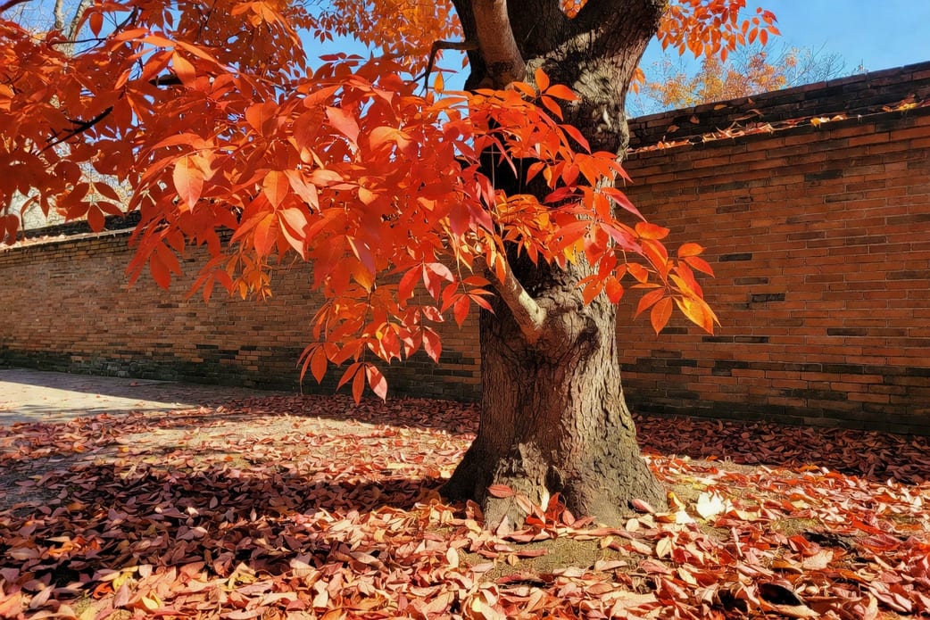 秋天茄苳老樹矗立廟埕紅磚牆旁，三出複葉轉橘紅，地面鋪滿落葉