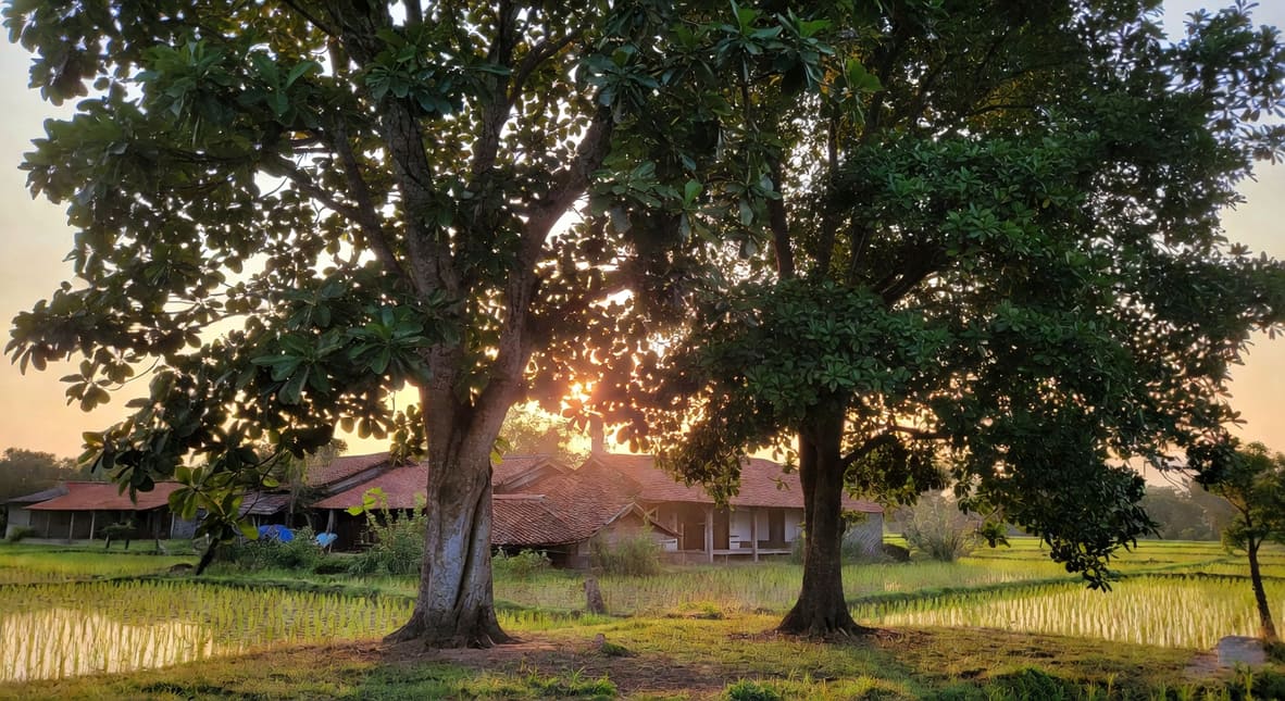 樟樹與茄苳並立村落入口，夕陽斜照，遠景紅瓦老屋與稻田