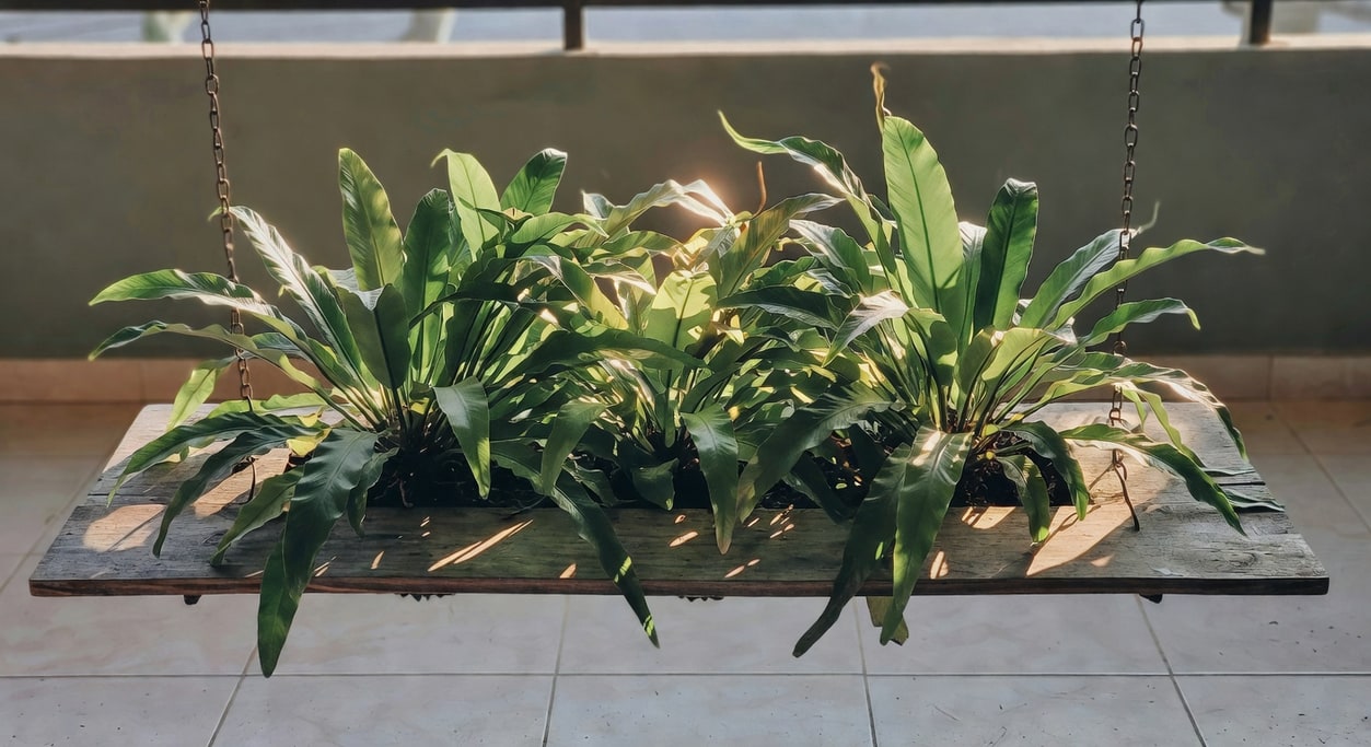 陽台懸掛蛇木板上蓬勃山蘇葉叢