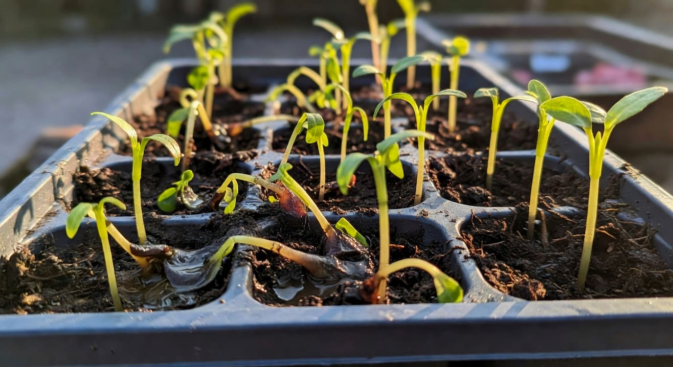 育苗盤中幼苗莖基部水浸狀收縮倒伏病徵，與健康幼苗近拍對比