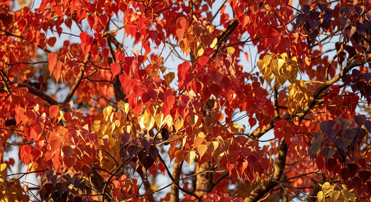 秋天烏桕樹冠上紅金橙紫葉片同時綻放的中距離景觀，色彩豐富多樣。