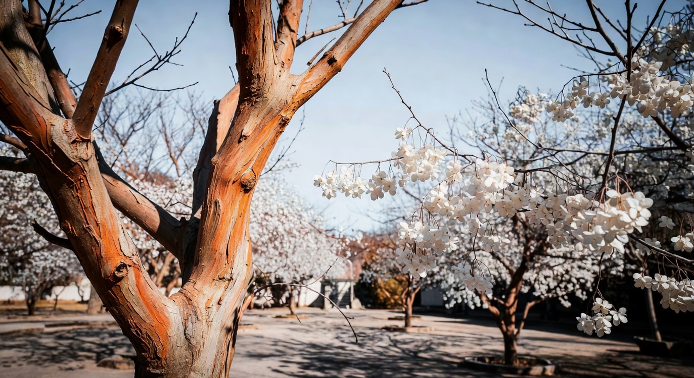 冬日庭院台灣櫸橘棕樹皮與烏桕白色三裂果並列，構成優美構圖。