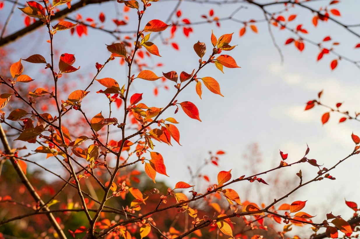 山櫻花秋季落葉前特寫，橙紅殘葉枝條，天光穿透葉隙。