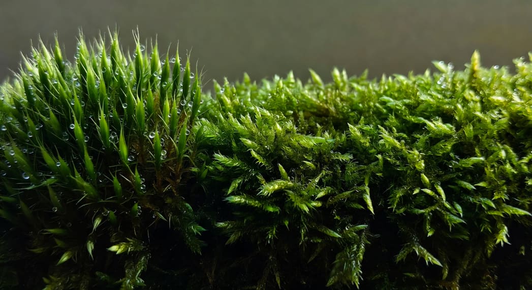 近距離兩種苔蘚對比，直立叢生苔與匍匐蔓延苔毯，水珠附著葉尖。