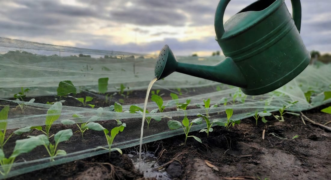 園丁用綠色澆水壺施用線蟲液於菜圃根部，傍晚柔光下，高麗菜幼苗與防蟲網背景