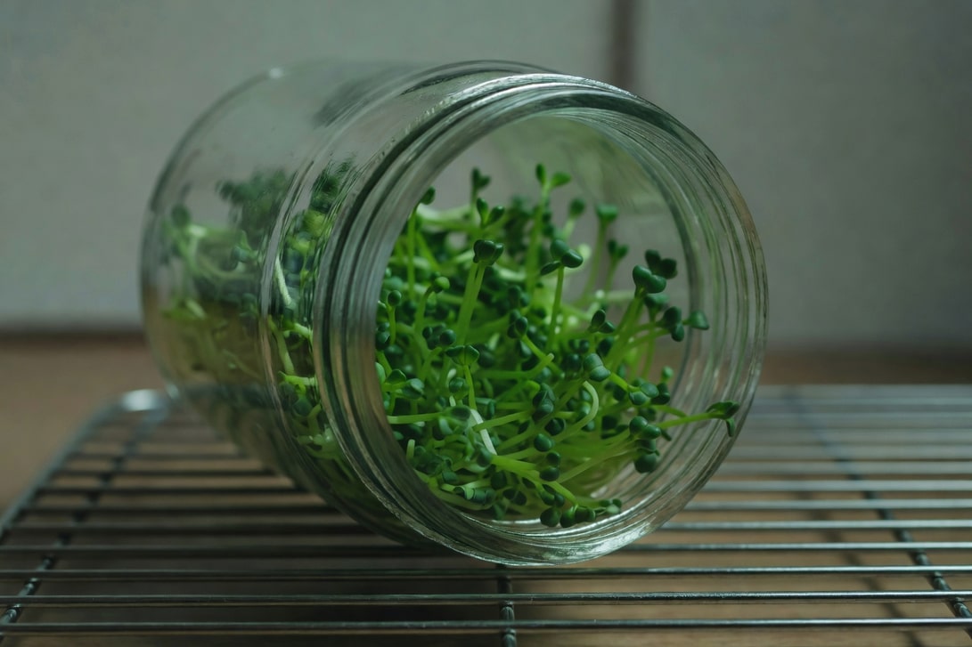 傾斜透明玻璃罐上翠綠綠花椰菜芽，莖頂嫩綠子葉，室內散射光柔和。