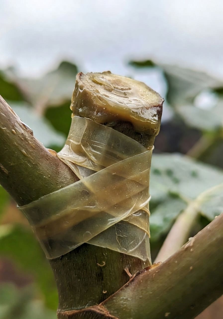 特寫剛劈接的接穗，膠帶斜向纏繞接合處，頂端塗黃褐色封蠟在陽光下閃爍。