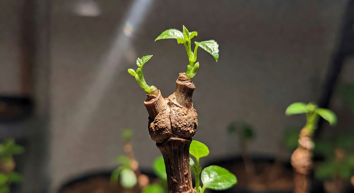 嫁接六週後成功範例：膠帶拆除，新芽冒出嫩綠葉片，切口癒傷組織隆起淺褐色。