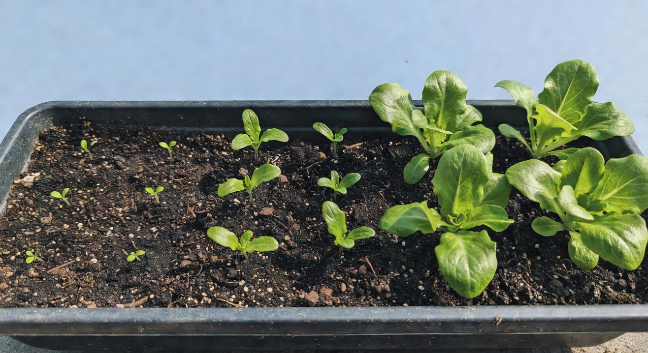長條盆特寫：盆內三區萵苣幼苗，從左至右依次為剛發芽、展葉和可採收階段。