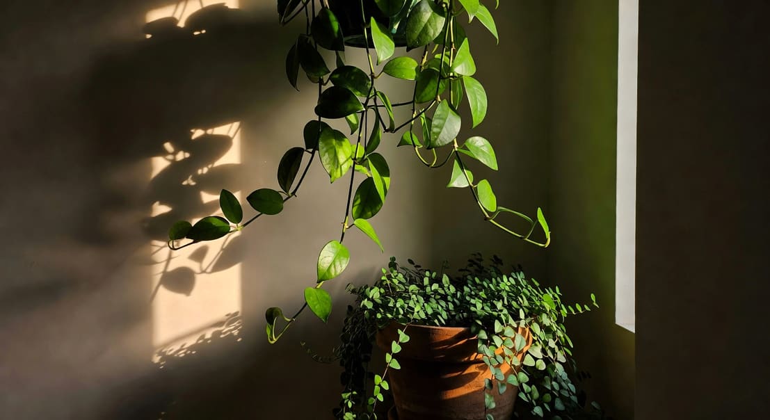 室內角落吊籃毬蘭垂綠藤，牆角薜荔葉片覆盆緣，窗外透柔和午後陽光