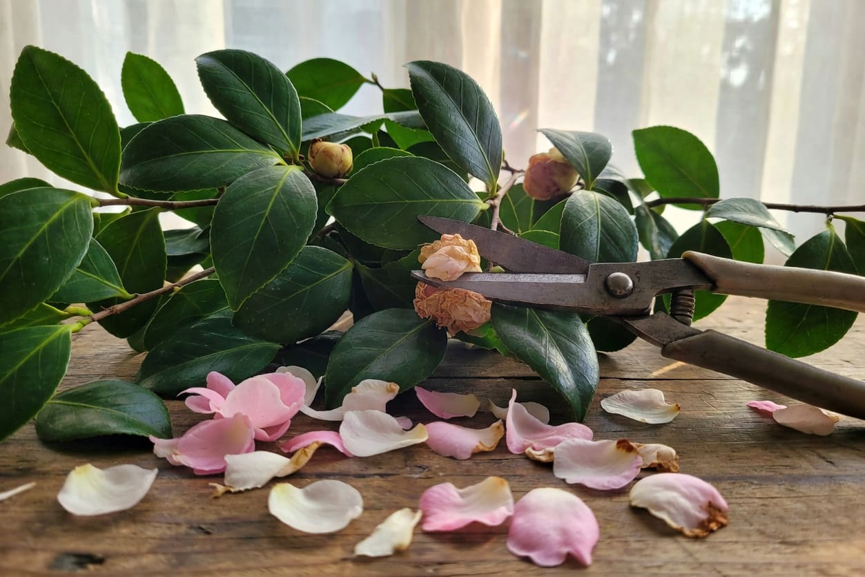 園藝剪刀修剪山茶花殘花枝條濃綠葉片花瓣散落木質工作檯柔和光影