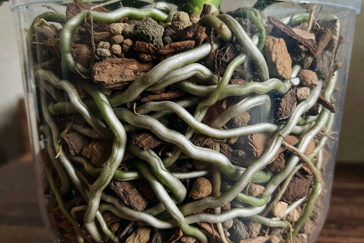 透明盆中蝴蝶蘭根系特寫，粗粒樹皮介質清晰，銀綠色健康氣根纏繞其中，自然光線照射