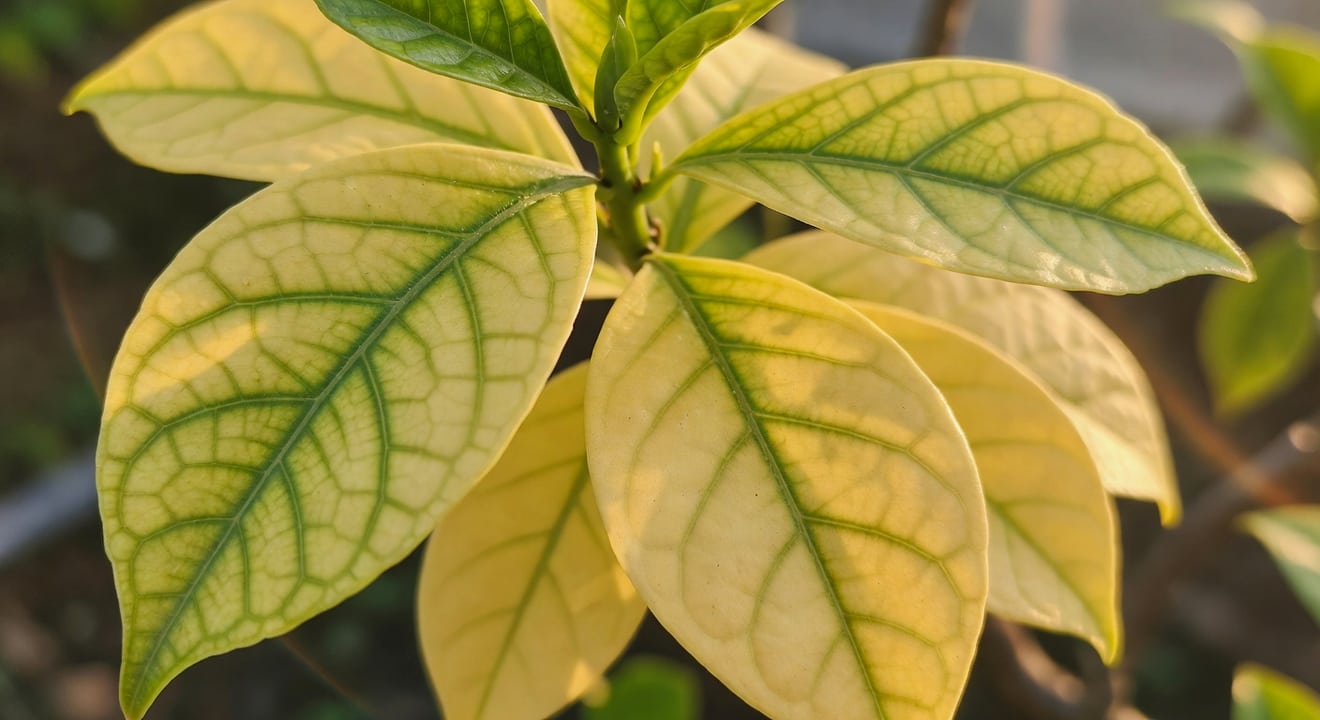 黃葉特寫：梔子葉片葉脈綠色，葉肉黃化，缺鐵症狀，手持對光檢視。