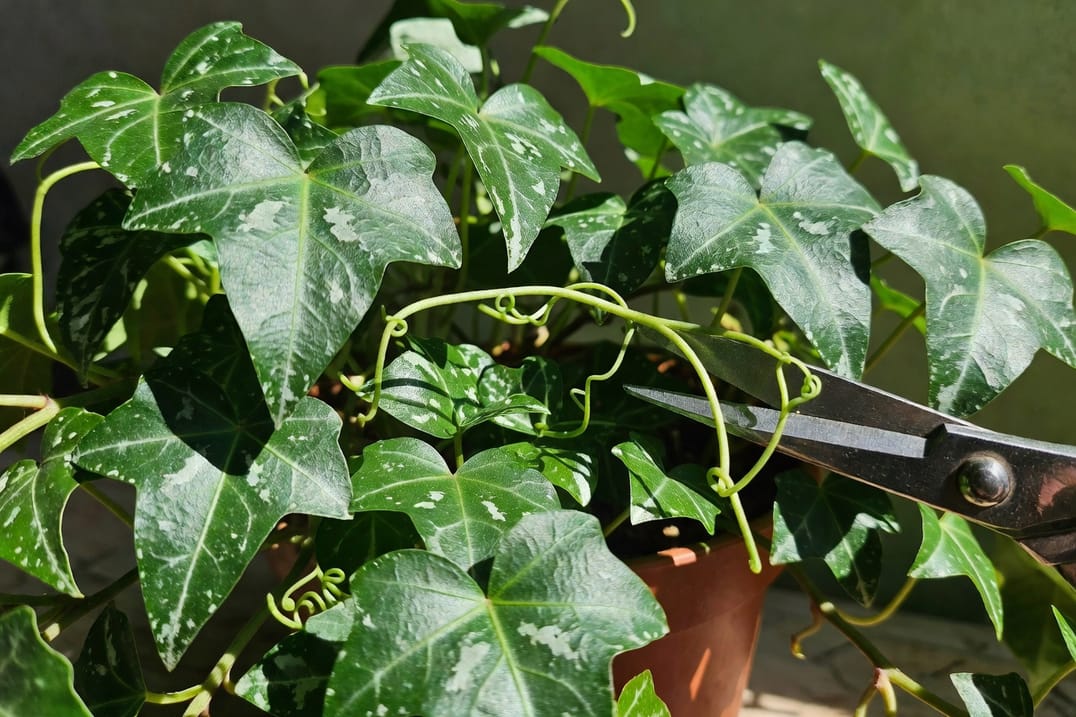 近拍常春藤盆栽，深綠心形葉片帶白色斑紋，手持剪刀修剪枝條，展示園藝日常場景