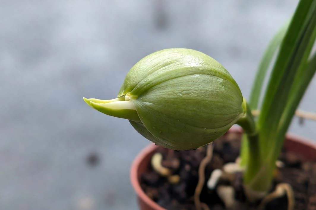 文心蘭假球莖飽滿橢圓形狀和底部新花芽的特寫