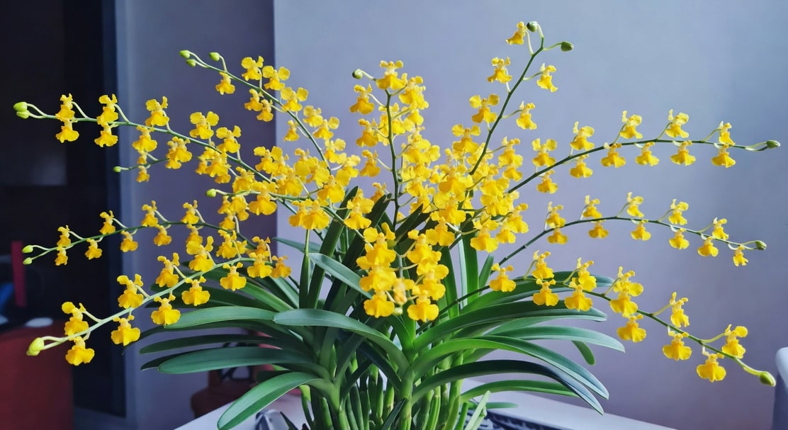 文心蘭整株盛開數十朵黃色小花如蝴蝶群舞的畫面