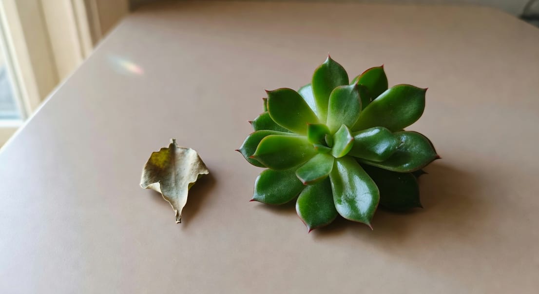 多肉底部乾薄老葉自然脫落，與另一株飽滿葉片掉落的對比。