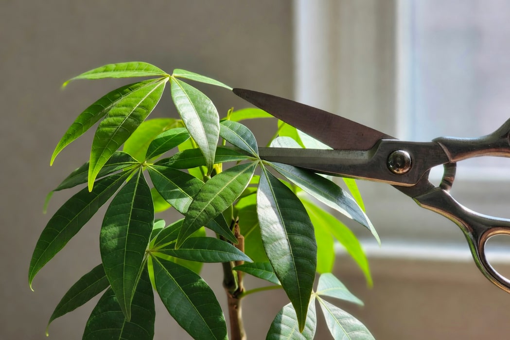 手持剪刀修剪馬拉巴栗葉節上方細節的特寫圖片