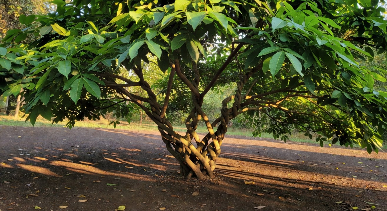 馬拉巴栗整株全景編辮樹幹在溫暖光線下優雅姿態