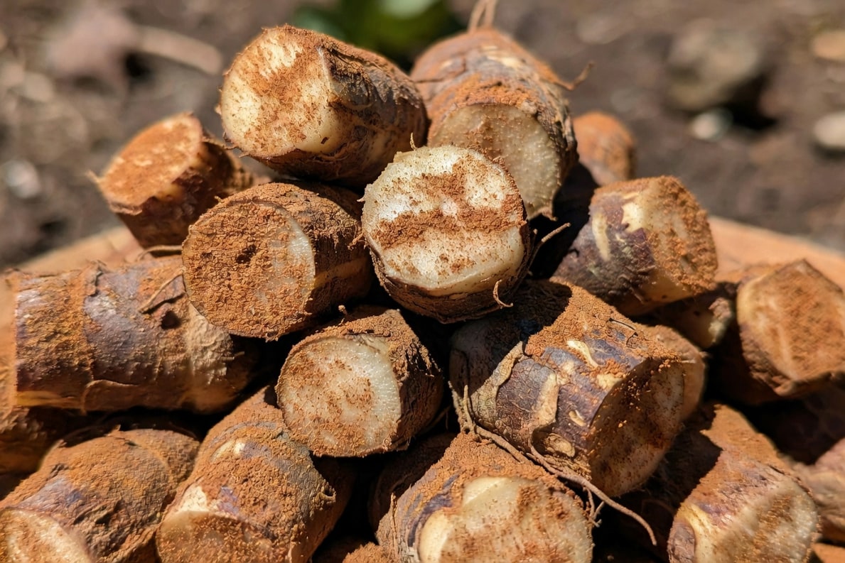 修剪完畢根系切口沾附棕色肉桂粉的特寫