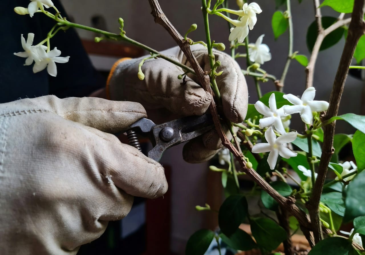 戴園藝手套手修剪花後茉莉枝條特寫