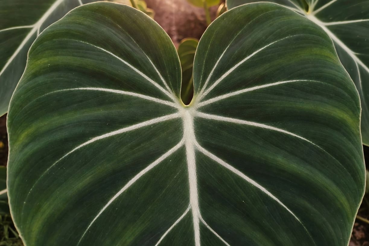 為什麼天南星科葉脈這麼美？6 大品種的光影搭配指南 - 圖片 2