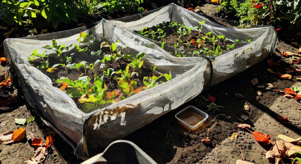 九月菜園怎麼整地？從清理到基肥施用完整 6 步驟 - 圖片 3