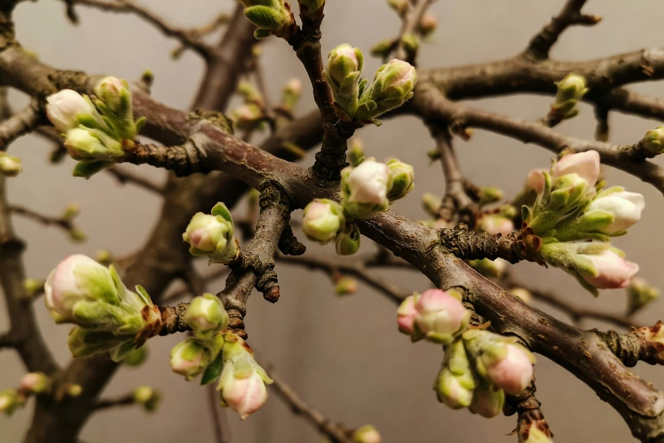 蘋果疏果什麼時候做？密度怎麼控制？完整決策流程 - 圖片 2
