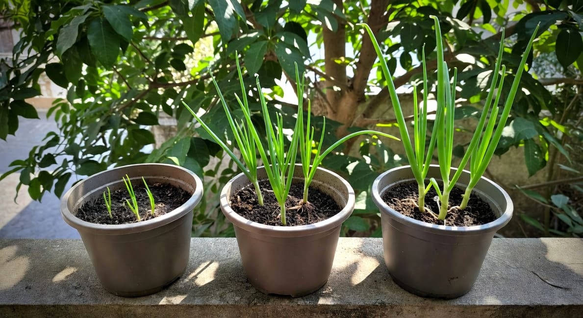 陽台韭菜青蔥怎麼採不會死？連續採收 3 個關鍵技巧 - 圖片 3