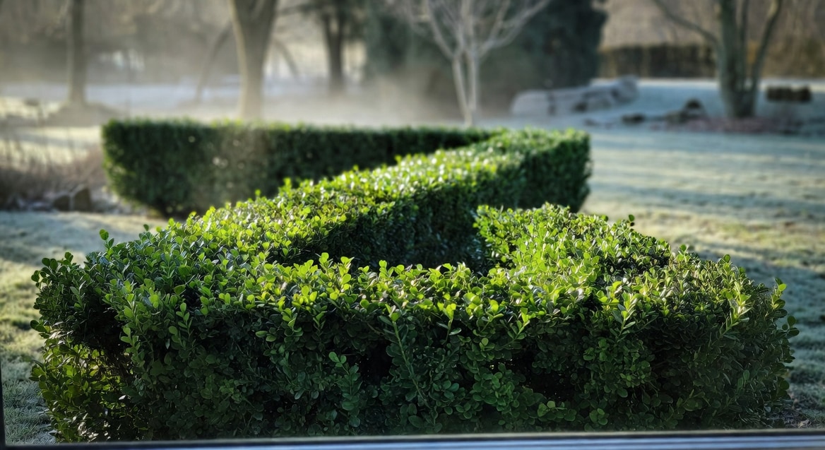 綠籬要種常綠還是落葉？四季視覺與維護完整對比 - 圖片 2