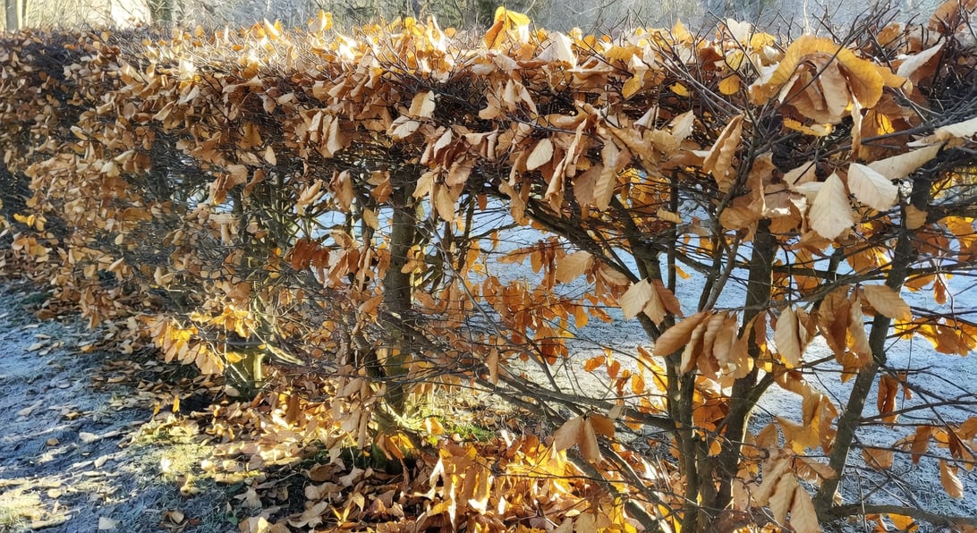 綠籬要種常綠還是落葉？四季視覺與維護完整對比 - 圖片 3