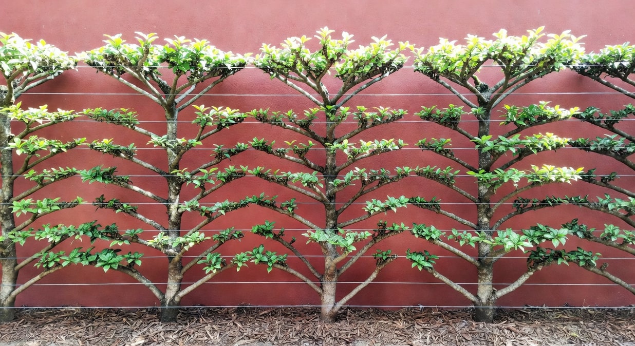 新種的果樹要插支柱嗎？幼樹綁縛完整 4 步驟 - 圖片 3