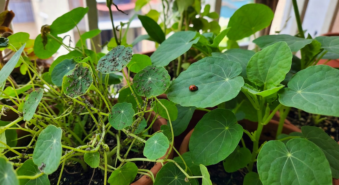 陽台園藝場景：左側金蓮花作陷阱作物布滿蚜蟲，右側主作物乾淨，瓢蟲停葉面。